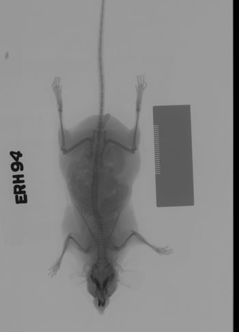 Media type: image;   Mammalogy 69534 Description: Xray of mouse.;